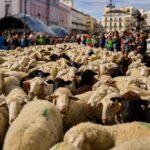 Make way for the flock! Hundreds of sheep head through German city to their winter pastures