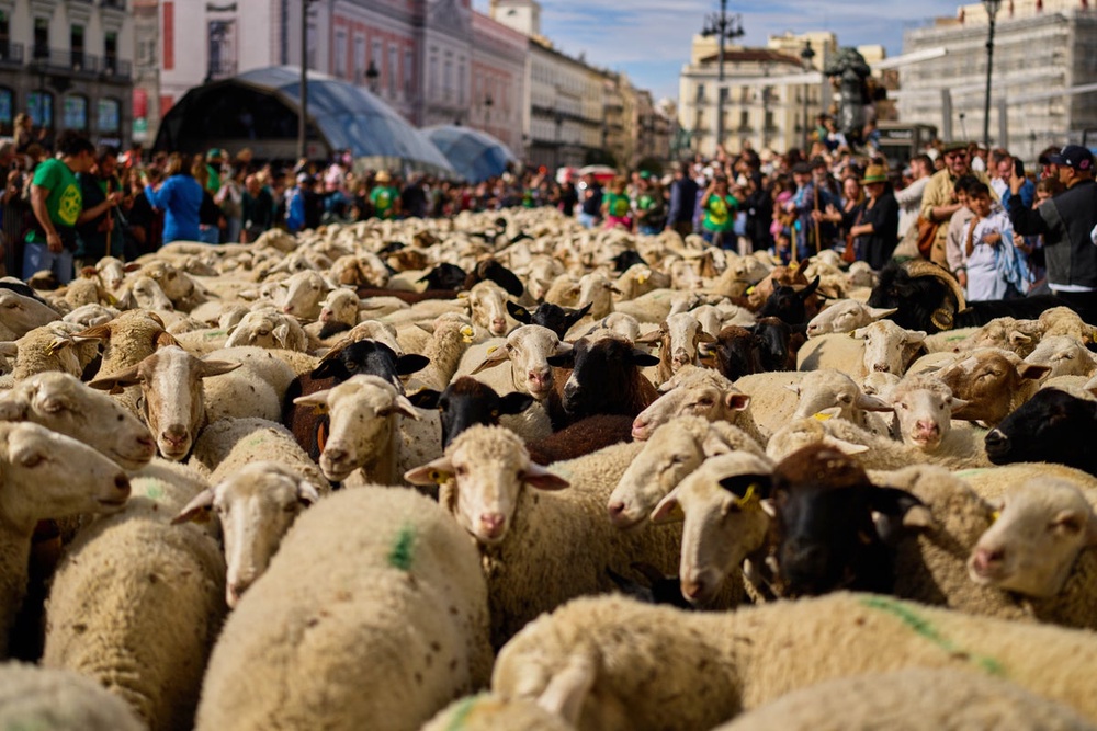 Make way for the flock! Hundreds of sheep head through German city to their winter pastures