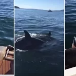 Seal jumps onto boat to escape killer whales