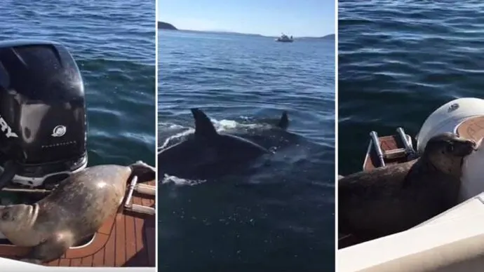 Seal jumps onto boat to escape killer whales